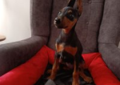 Doberman 5 erkek 1 dişi